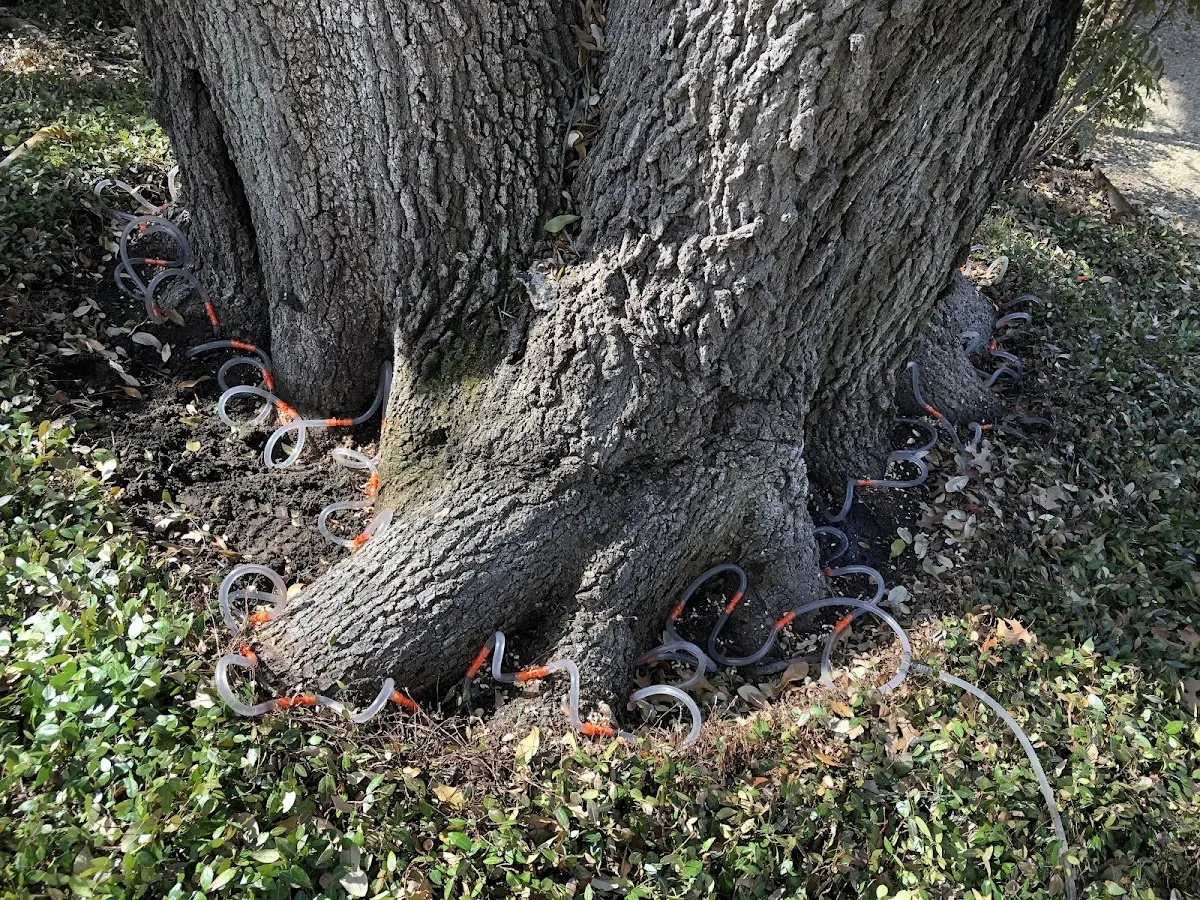 Detailed Tree Cabling and Bracing job site in Pima